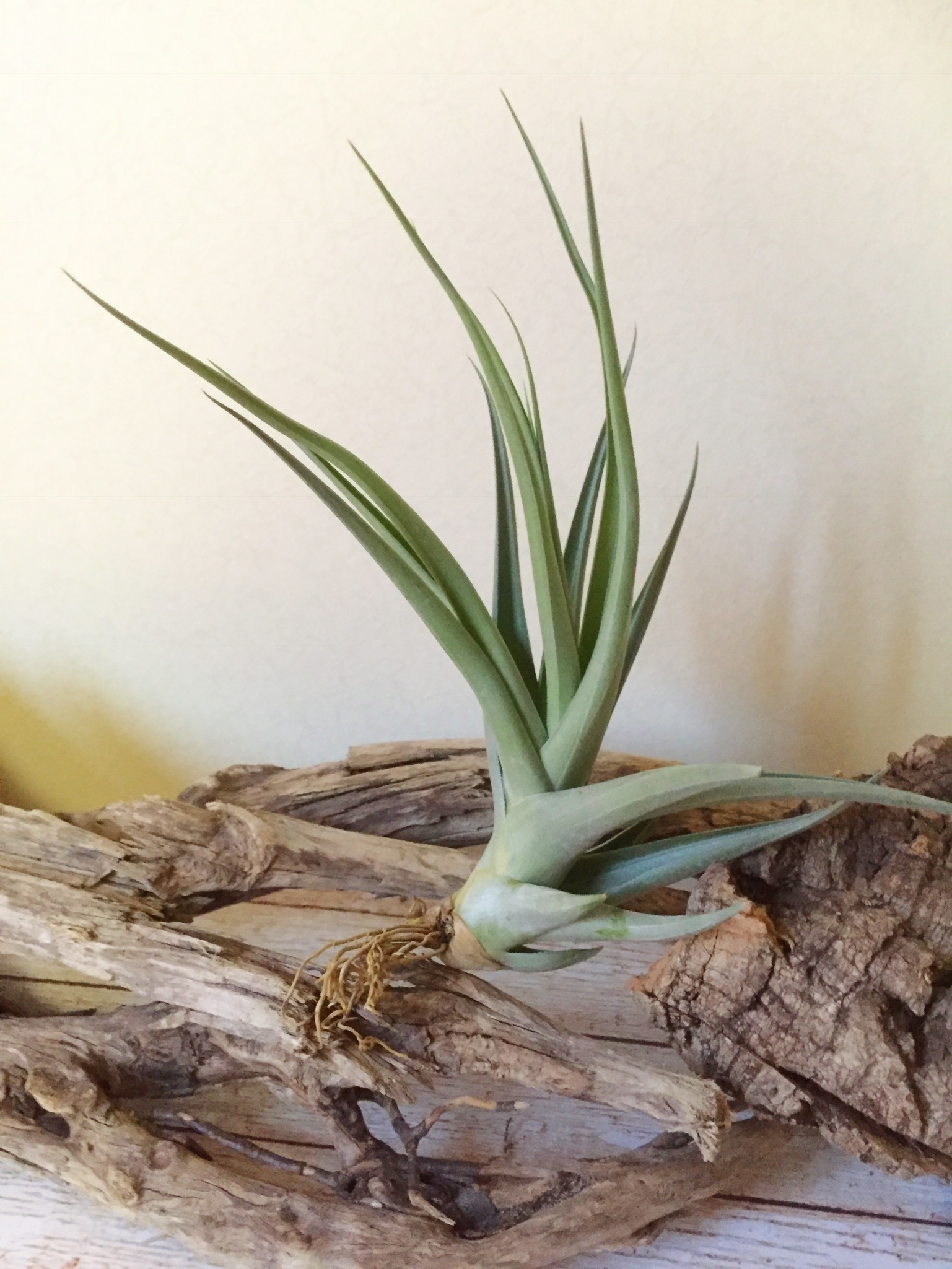 チランジア・ドゥラティー×ラティフォリア Tillandsia duratii