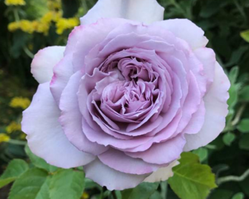 レア切花品種・薔薇☆淡紫〜淡ベージュピンのバラ(Shallow purple)☆5