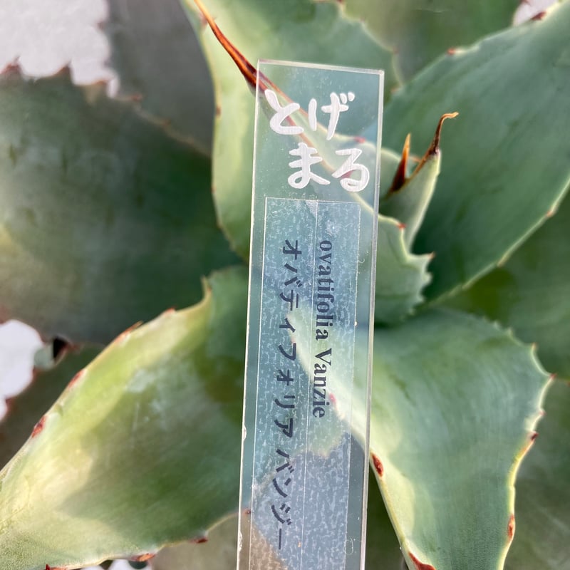 オバティフォリア ヴァンジー / ovatifolia Vanzie | アガベの専門店