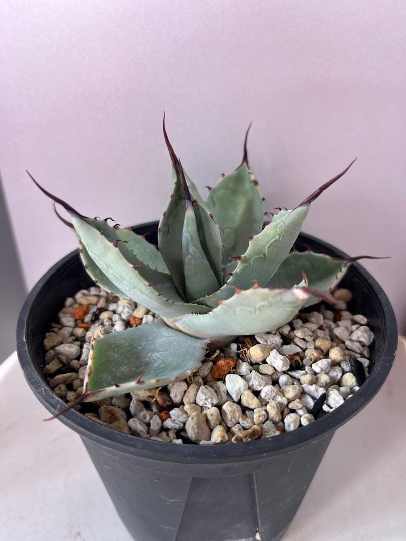 アガベ ハイブリッド　トランカータ×オバティフォリア　'Vanzie' オバティフォリア ヴァンジー / ovatifolia Vanzie | アガベの専門店