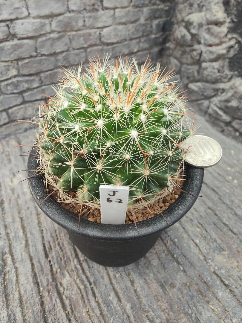 サボテン　激レア　マミラリア属　ヘイディアエ　輸入種子　実生 楽天市場】サボテン：マミラリア 白鳥 実生*S 幅2.5cm : 遊恵盆栽